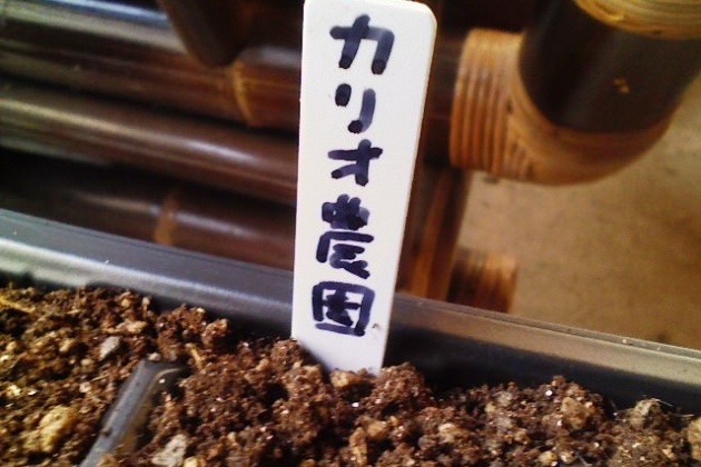 カリオ農園