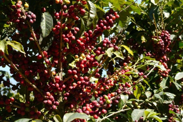 一本のコーヒーの木からの収穫量は、、、