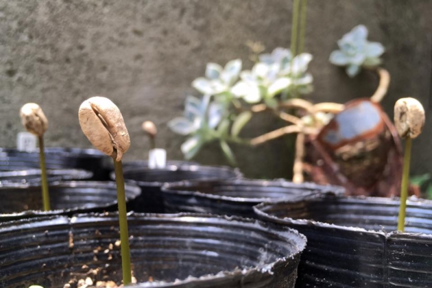 コーヒーの木、発芽しました
